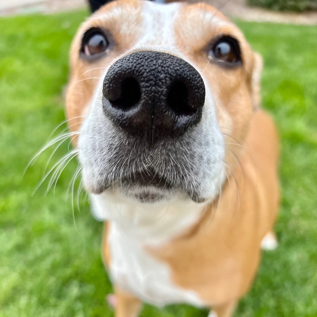 Indy, an adoptable Cattle Dog, Mixed Breed in Great Falls, MT, 59404 | Photo Image 4