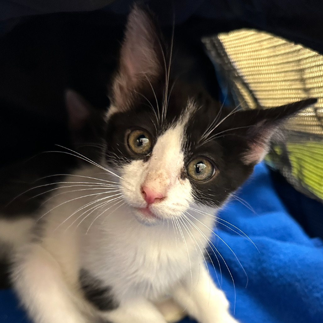Bessie, an adoptable Domestic Short Hair in Las Vegas, NV, 89128 | Photo Image 1