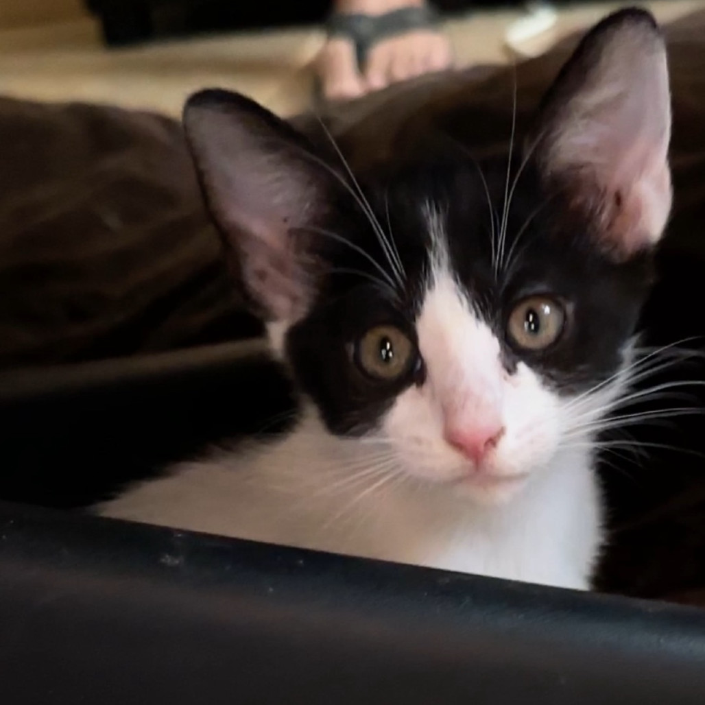 Bessie, an adoptable Domestic Short Hair in Las Vegas, NV, 89128 | Photo Image 3