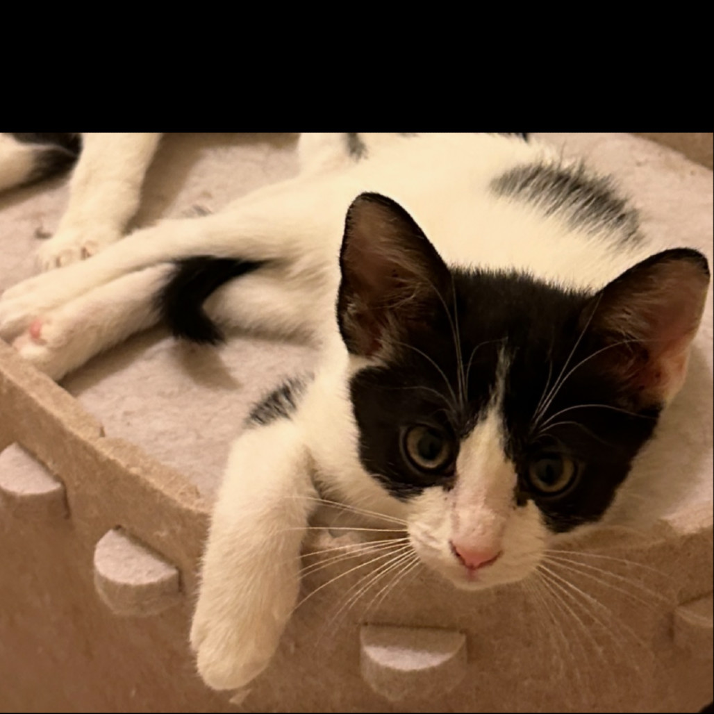Bessie, an adoptable Domestic Short Hair in Las Vegas, NV, 89128 | Photo Image 5