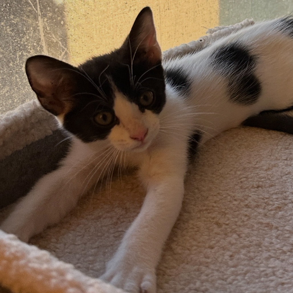 Bessie, an adoptable Domestic Short Hair in Las Vegas, NV, 89128 | Photo Image 6