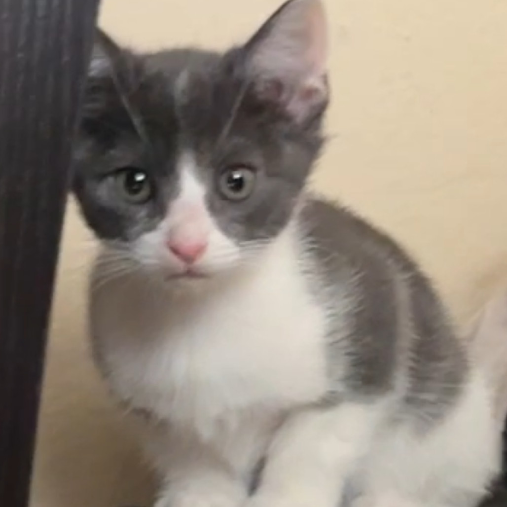 Bliss, an adoptable Domestic Short Hair in Las Vegas, NV, 89128 | Photo Image 1