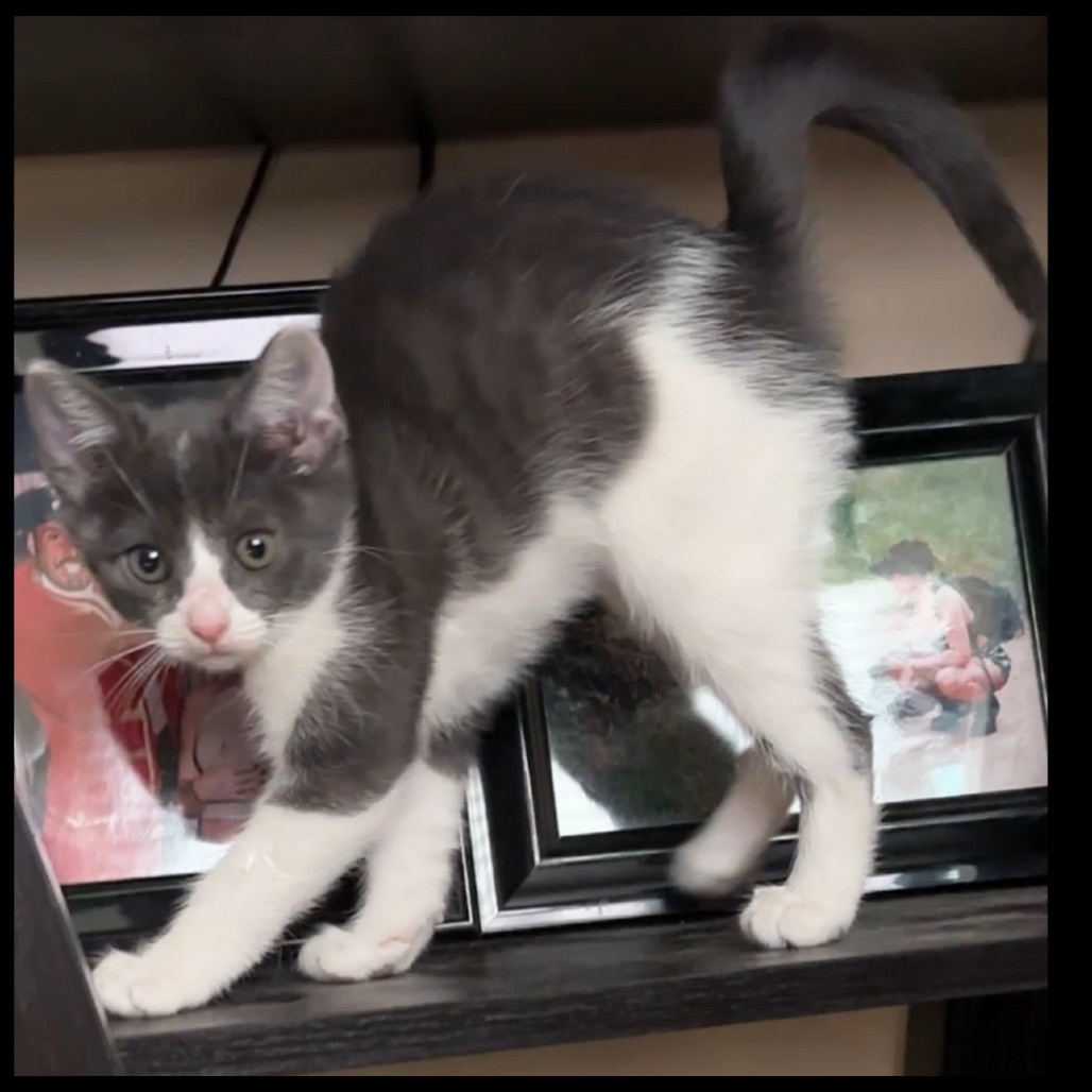 Bliss, an adoptable Domestic Short Hair in Las Vegas, NV, 89128 | Photo Image 2