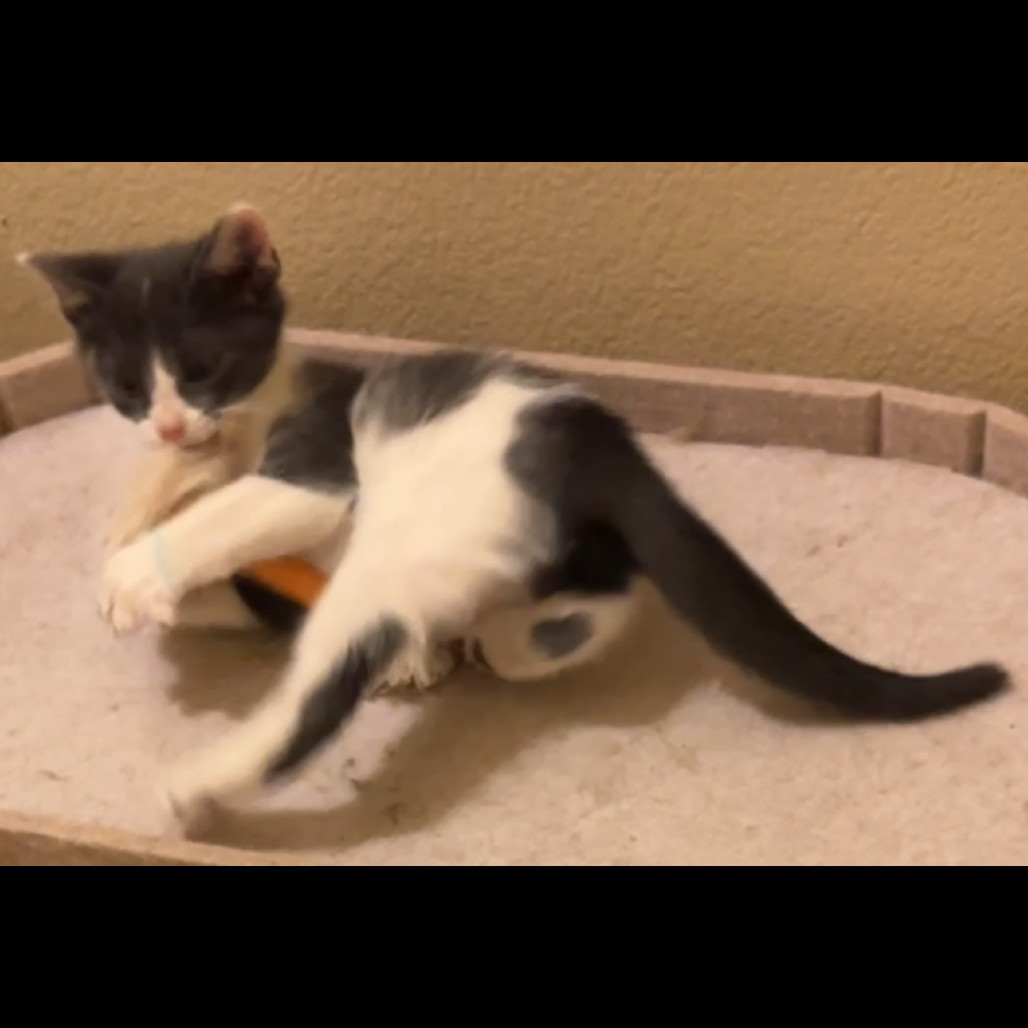 Bliss, an adoptable Domestic Short Hair in Las Vegas, NV, 89128 | Photo Image 4