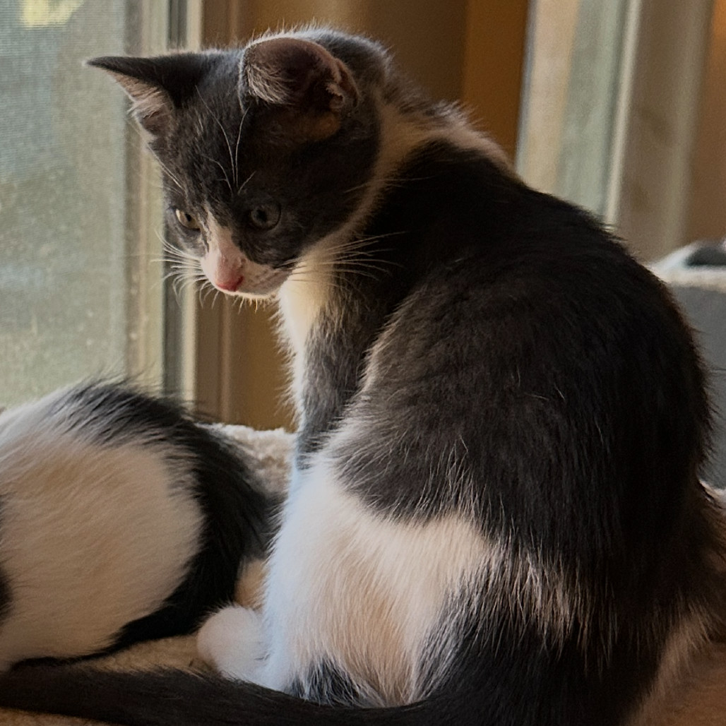 Bliss, an adoptable Domestic Short Hair in Las Vegas, NV, 89128 | Photo Image 5