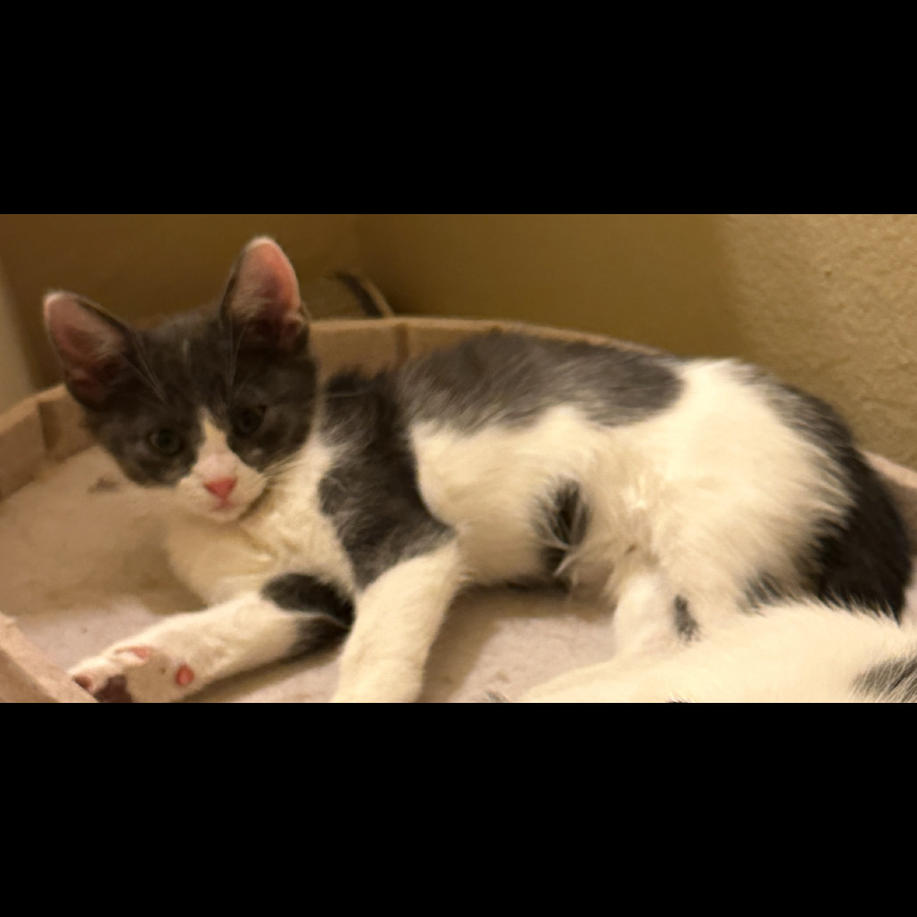 Bliss, an adoptable Domestic Short Hair in Las Vegas, NV, 89128 | Photo Image 6