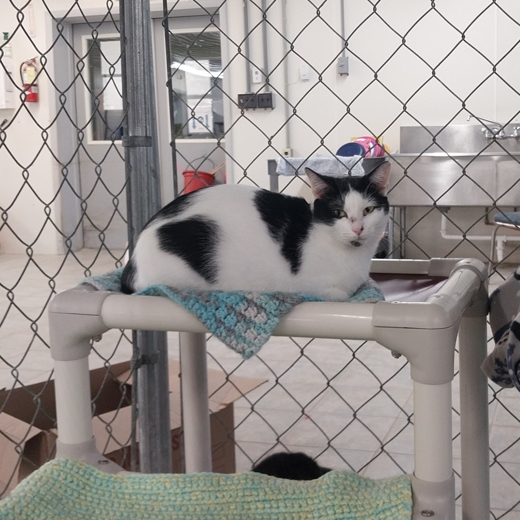 April (Horseheads PetSmart)