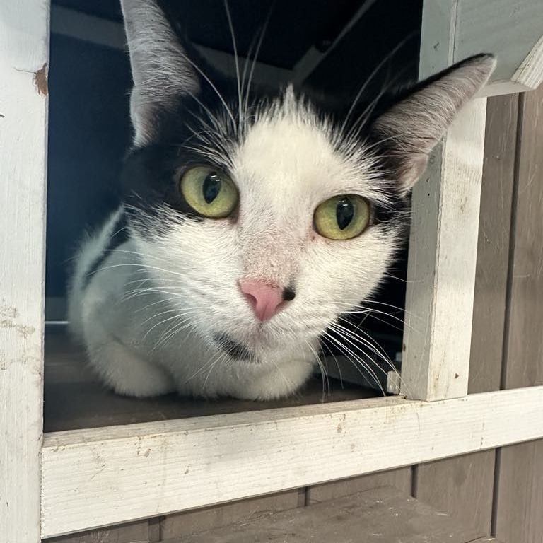 April (Horseheads PetSmart)