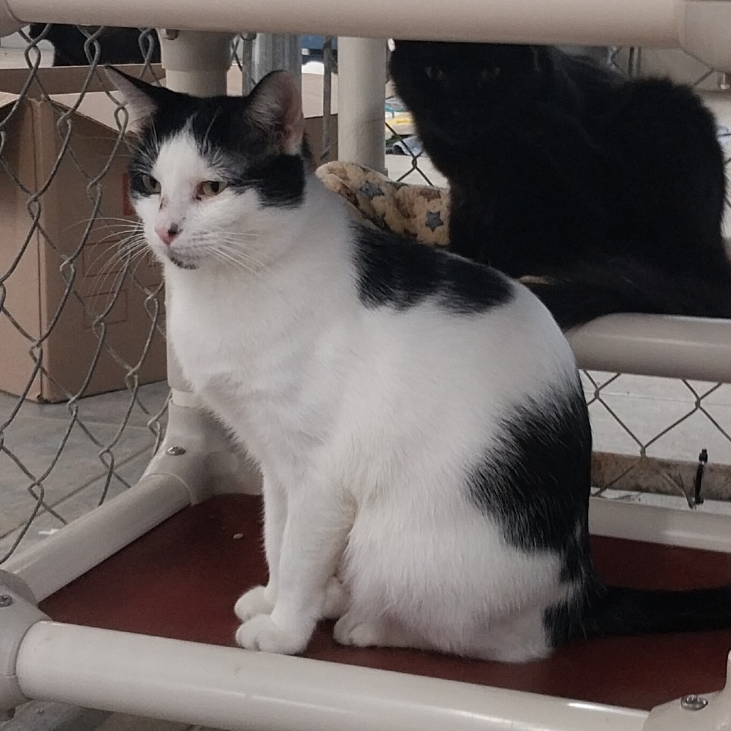 April (Horseheads PetSmart)