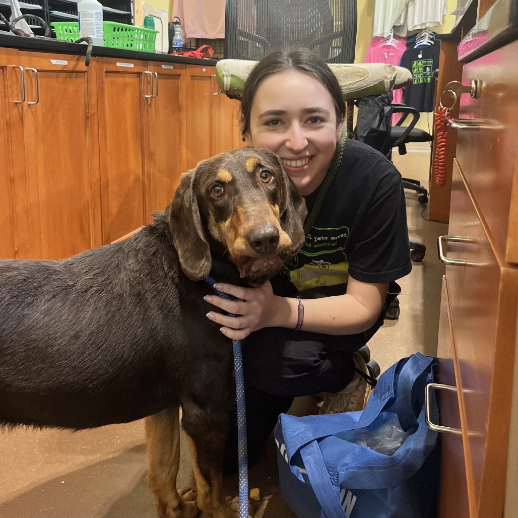 Sawyer, an adoptable Bloodhound, Mixed Breed in Lynchburg, VA, 24502 | Photo Image 2