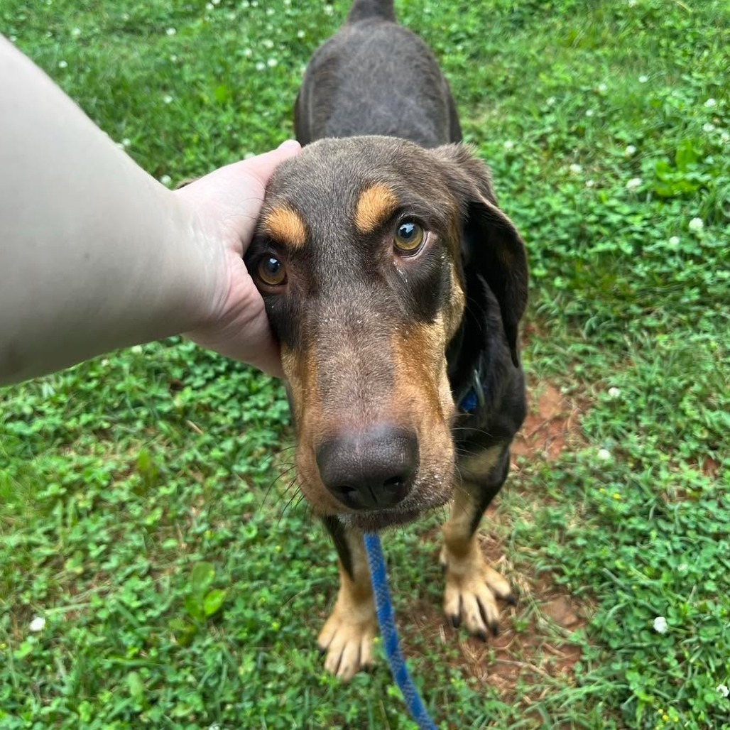 Sawyer, an adoptable Bloodhound, Mixed Breed in Lynchburg, VA, 24502 | Photo Image 3