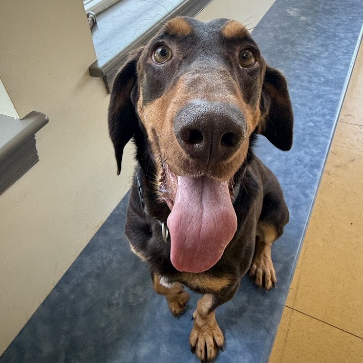 Sawyer, an adoptable Bloodhound, Mixed Breed in Lynchburg, VA, 24502 | Photo Image 4