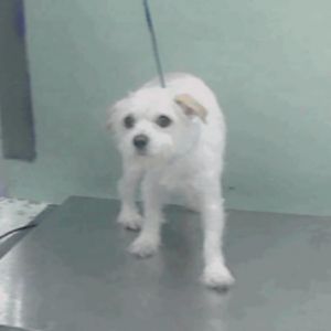 Ozzy, Adult Male unknown