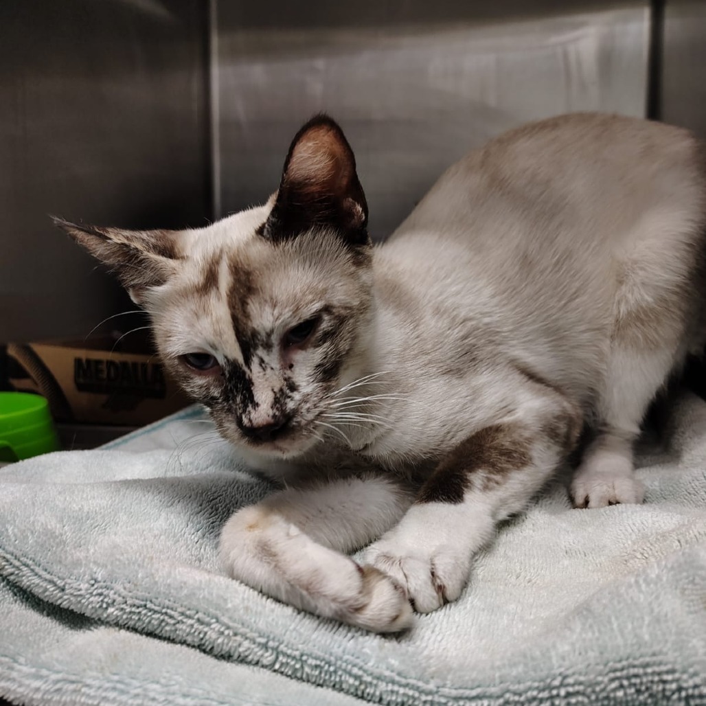 Beatriz, an adoptable Siamese in Vieques, PR, 00765 | Photo Image 1