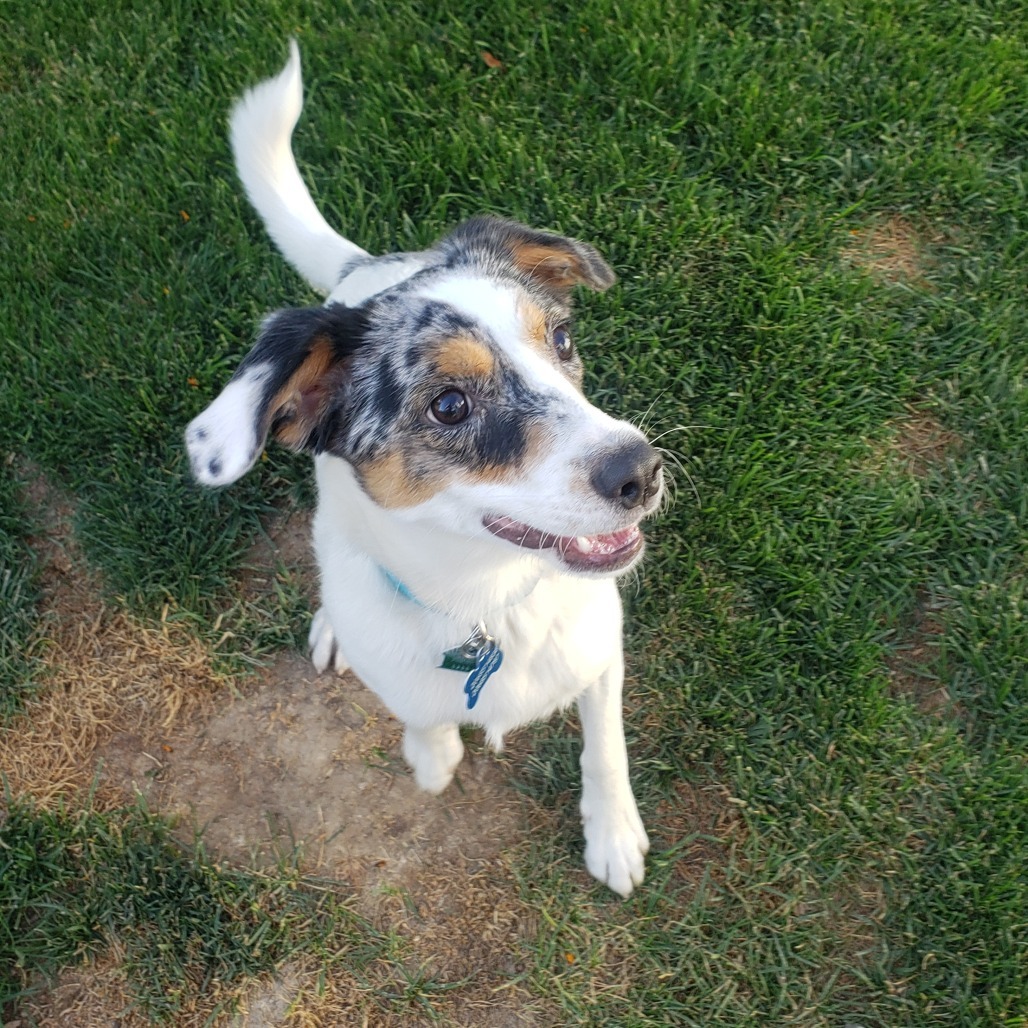 Spot, an adoptable Australian Shepherd, Bluetick Coonhound in Idaho Falls, ID, 83405 | Photo Image 1