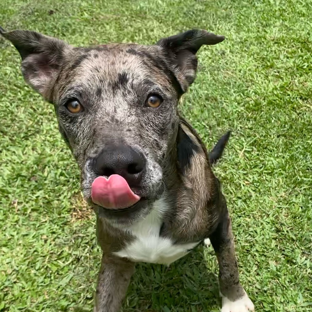 Diesel, an adoptable Pit Bull Terrier in Keaau, HI, 96749 | Photo Image 1