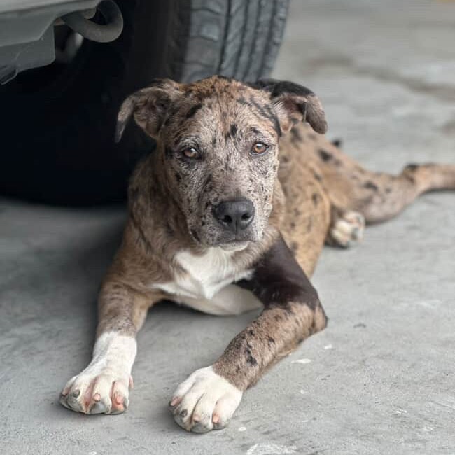 Diesel, an adoptable Pit Bull Terrier in Keaau, HI, 96749 | Photo Image 2