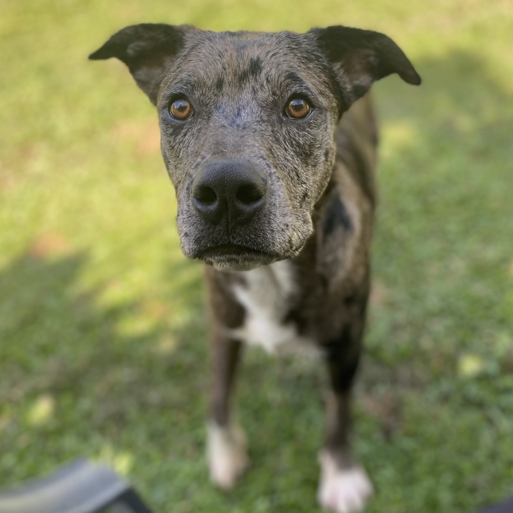 Diesel, an adoptable Pit Bull Terrier in Keaau, HI, 96749 | Photo Image 3