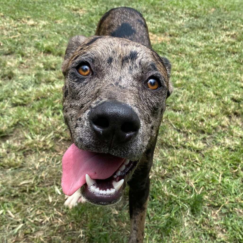 Diesel, an adoptable Pit Bull Terrier in Keaau, HI, 96749 | Photo Image 4