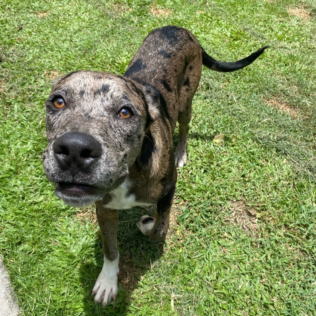 Diesel, an adoptable Pit Bull Terrier in Keaau, HI, 96749 | Photo Image 5