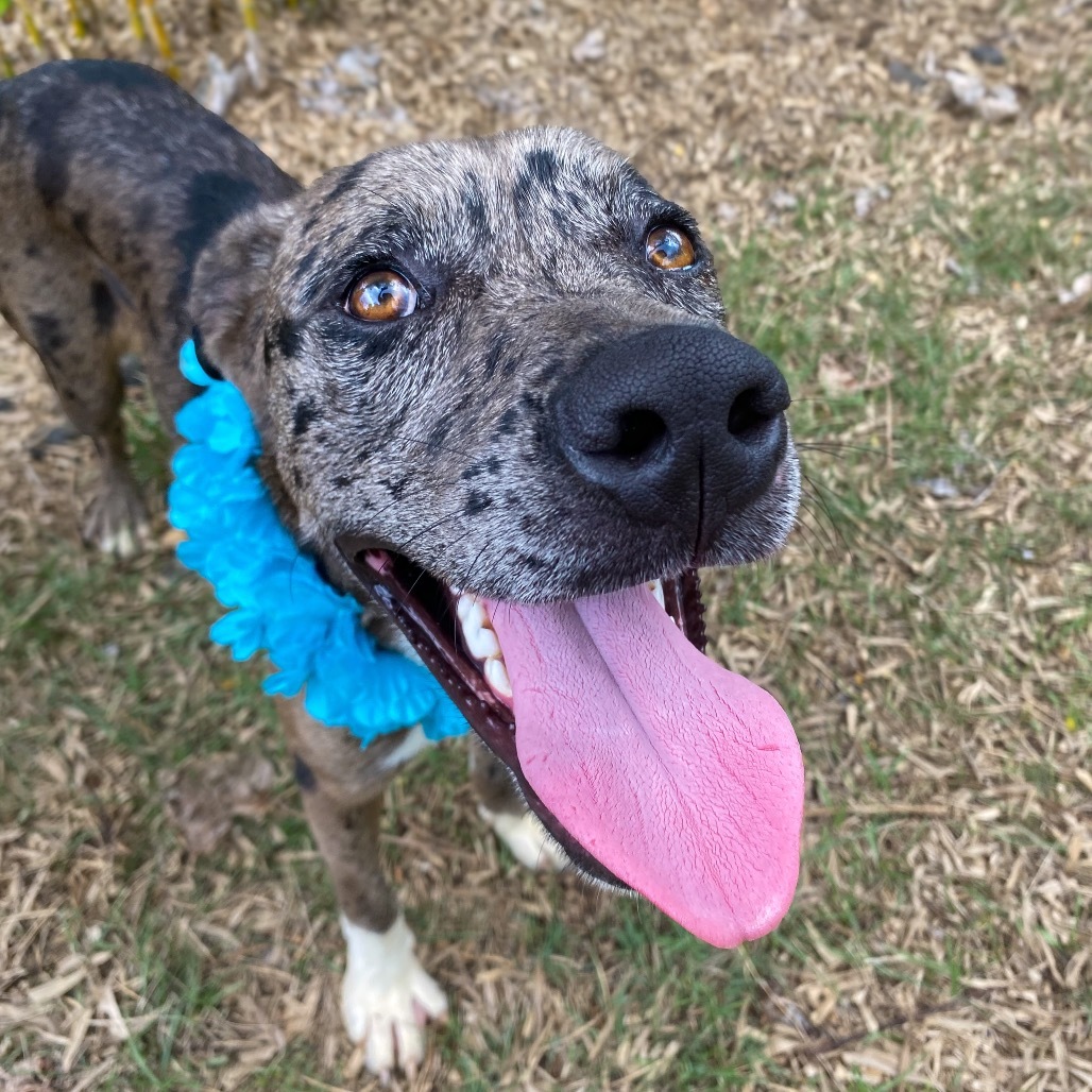 Diesel, an adoptable Pit Bull Terrier in Keaau, HI, 96749 | Photo Image 6