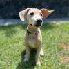 Labubu Litter: Sea Salt COH-A-63957 photo 1