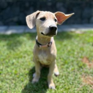 Labubu Litter: Sea Salt COH-A-63957, Baby Female unknown