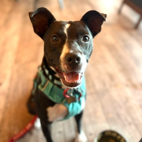 Winston, an adoptable Mixed Breed in Kailua Kona, HI, 96740 | Photo Image 1