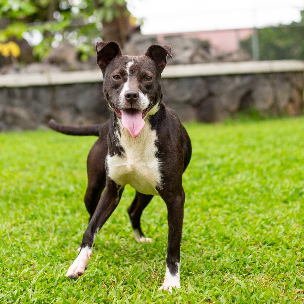 Winston, an adoptable Mixed Breed in Kailua Kona, HI, 96740 | Photo Image 2