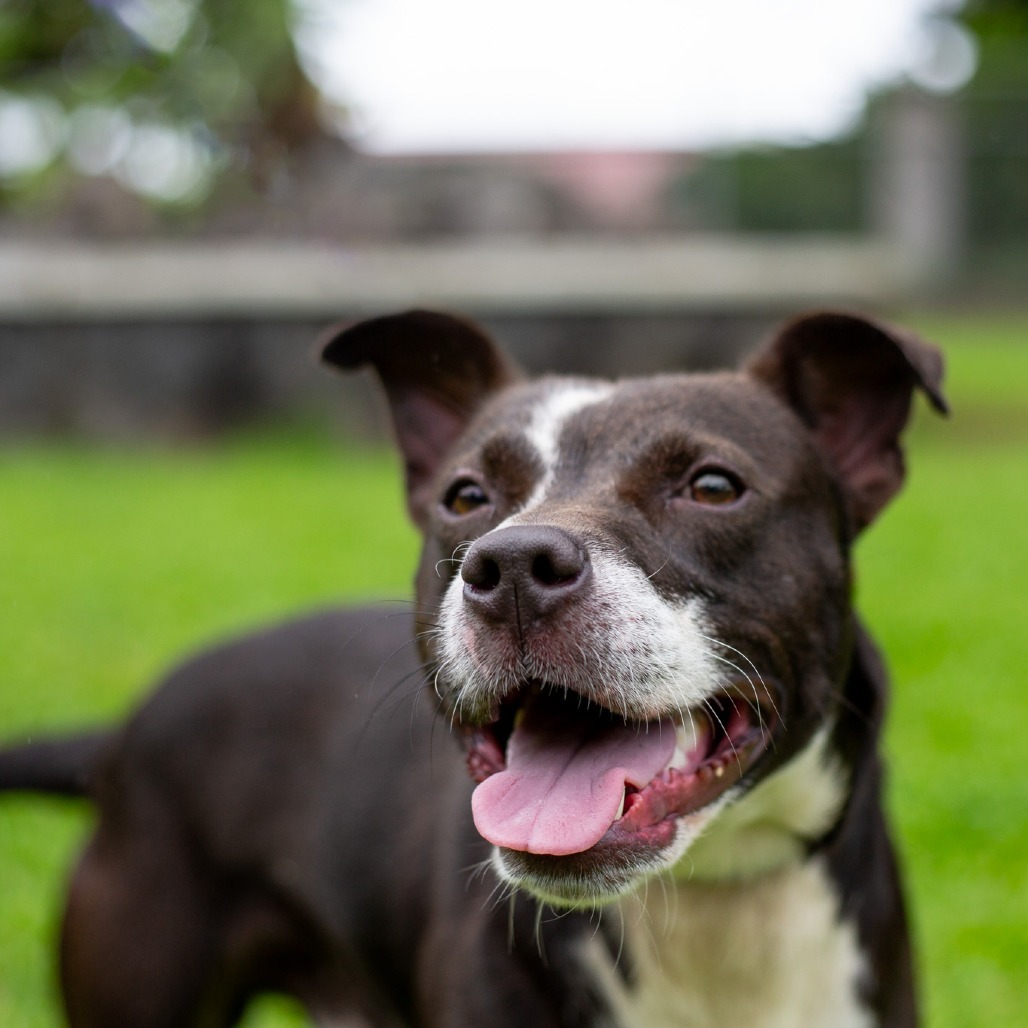 Winston, an adoptable Mixed Breed in Kailua Kona, HI, 96740 | Photo Image 3