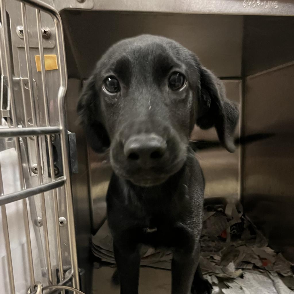 Colson "Koda" 080107T-2