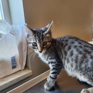 Tater Tot, Baby Male unknown