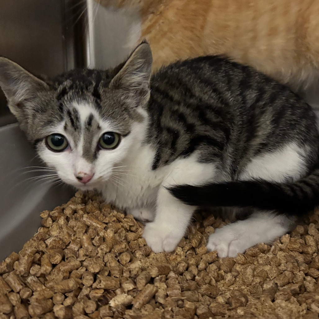 Squidward, an adoptable Domestic Short Hair in Cody, WY, 82414 | Photo Image 1