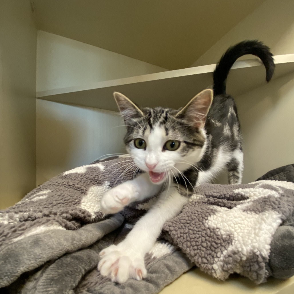 Emerald, an adoptable Domestic Short Hair in Cody, WY, 82414 | Photo Image 1