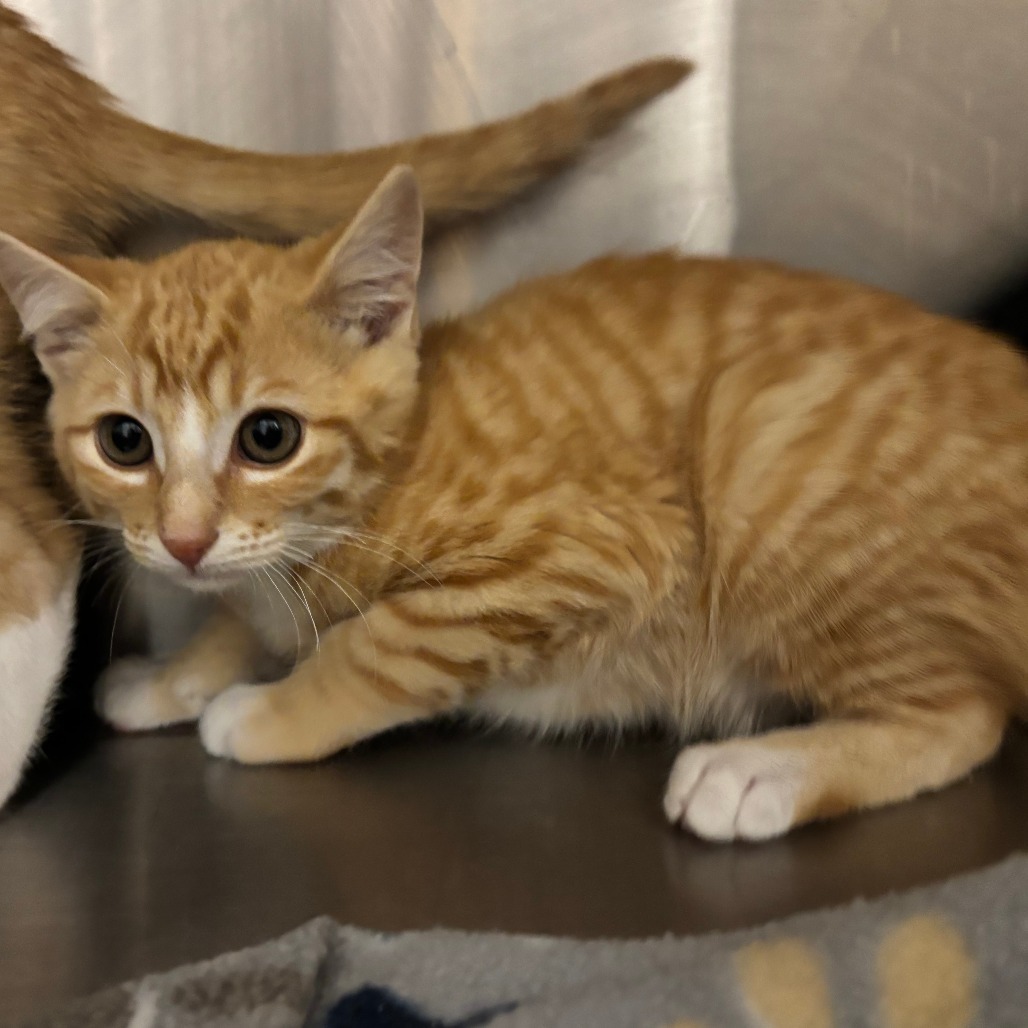 Spongebob, an adoptable Domestic Short Hair in Cody, WY, 82414 | Photo Image 1