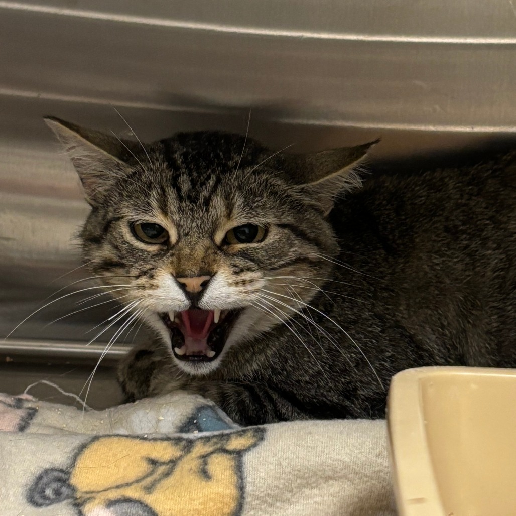 Pablo, an adoptable American Shorthair in Cody, WY, 82414 | Photo Image 1