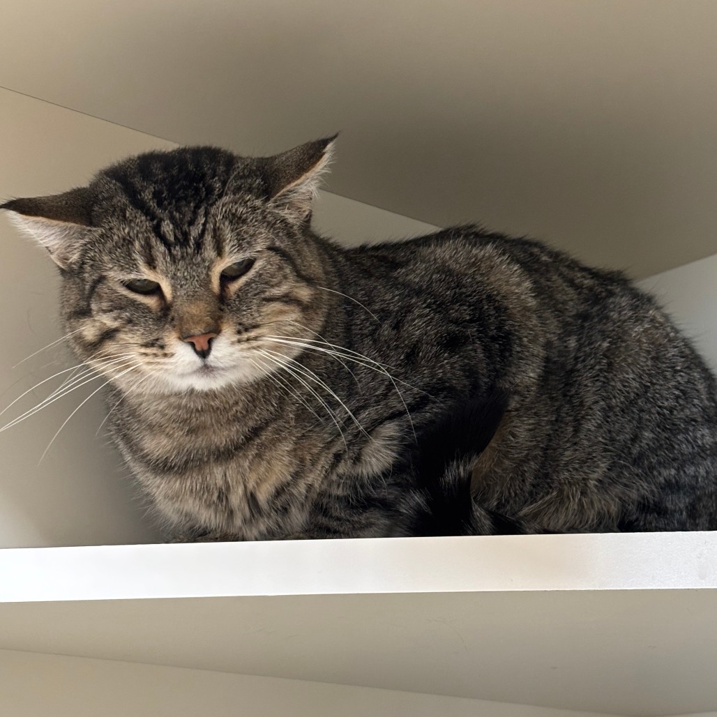 Pablo, an adoptable American Shorthair in Cody, WY, 82414 | Photo Image 1