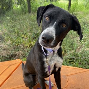 Koda, Adult Female unknown