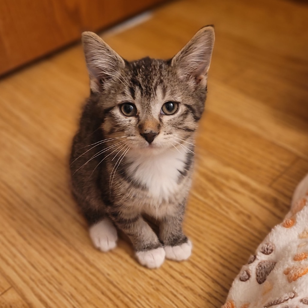Rufus