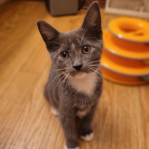 Pixel, Baby Male unknown