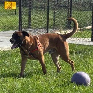 Kodak, Adult Male unknown
