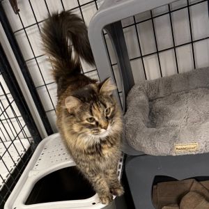 Luna, Adult Female unknown