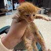 Nibbet photo 4