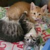 Nibbet photo 5