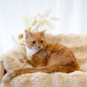Garfield, Senior Male unknown