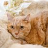 Garfield photo 2