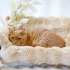 Garfield photo 3