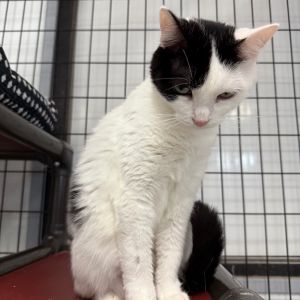 Samantha, Adult Female unknown