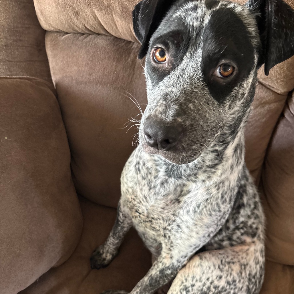 Bluey - Active & Attentive Gal!