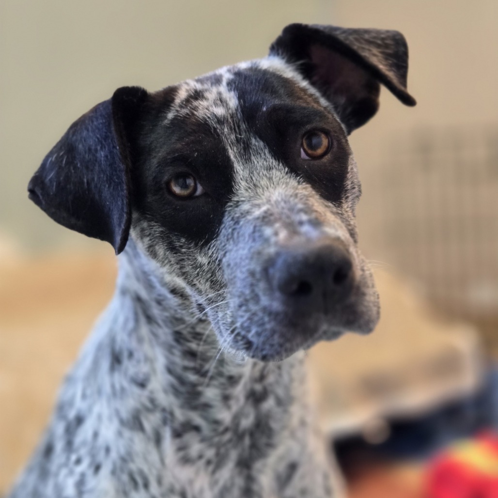 Bluey - Active & Attentive Gal!